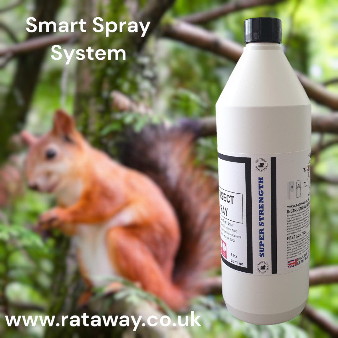How to Keep Squirrels Out of Your Loft in the UK: A Practical Guide